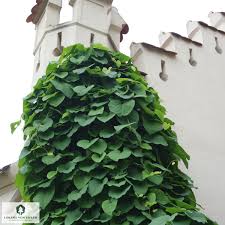 Image result for Aristolochia zenkeri