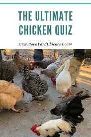 However, upon the film's 20th anniversary, fans of the animated spectacular have received the eggcellent news they've been waiting for, because netflix. The Ultimate Chicken Quiz Chicken Facts Food Animals Chicken