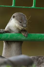 She was only about an hour old. Cheeky Otters Are Thriving In Singapore And Adapting Quickly To Big City Life