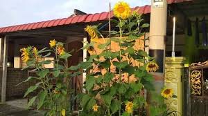 Sun flower (helianthus annuus l.) is one of the flowers from famous type of the asteraceae) , not only as beautiful plant or flower but also the oil producer plant. Apakes Meremang Aku Tengok Bunga Matahari Ni Tapi Kuaci Facebook