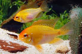 Mikrogeophagus Ramirezi Gold Aqualog De Microgeophagus ramirezi / mikrogeophagus ramirezi. mikrogeophagus ramirezi gold aqualog de