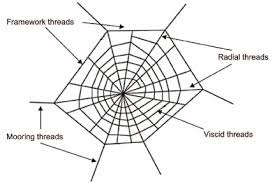 All of these build large, regular orb shaped webs, with strong. Schematic Diagram Of A Spider Web Download Scientific Diagram