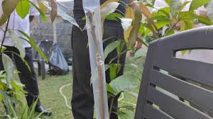 Cara cantuman baji pokok mangga oleh amatur | kebun bandar. Che Abdullah Mat Nawi Dcl On Twitter Tiga Teknik Tut Yang Biasa Dipraktikkan Di Malaysia Cantuman Baji Cantuman Tunas Dan Cantuman Sisi Antara Kelebihan Tut Ini Adalah Ia Dapat Mengekalkan Varieti