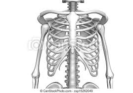 Rib cages are corpse parts that are used to obtain the base forms of part 7 stands. Rib Human Body Rib Cage Canstock