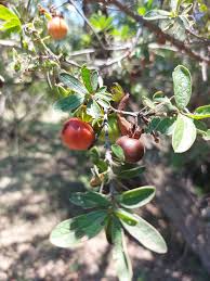 Image result for Syngonanthus wahlbergii