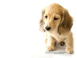 another long haired mini dachshund puppy i like this color too cute animals animals beautiful cute dogs