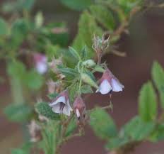 Image result for Hermannia glanduligera