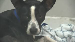 Dog adoption in new jersey. Dogs Saved From Earthquake Ravaged Puerto Rico Up For Adoption At St Hubert S Animal Welfare Center Abc7 New York