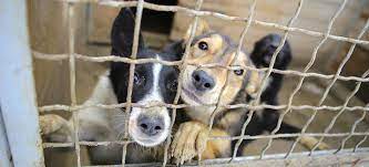 The apartment consists of 2 separate bedrooms, 1 bathroom and a living room. Cagnotte Aidons La Spa De Saint Die Des Vosges Leetchi Com