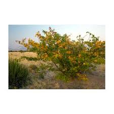 Image result for Colophospermum