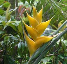 30 day money back guarantee! Heliconia Champneiana Maya Gold Lobster Claw 10 Seeds Heliconia Maya Gold Yellow Plants