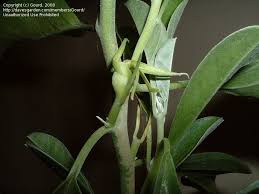 Image result for Ipomoea adenioides