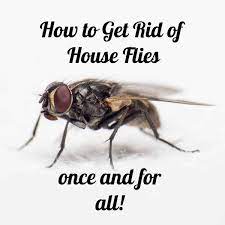 Learn how to create homemade traps for these tiny pests. Why Are There Flies In My House All Of A Sudden Crafty Little Gnome