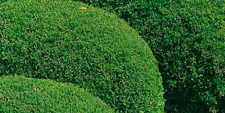 How to prune a privet hedge. How To Move A Hedge Or Bush In Your Garden Flymo