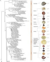 Image result for Cleome schimperi