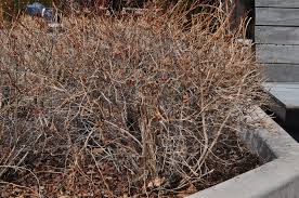Very nice as a foundation or as a border planting. Dart S Gold Ninebark