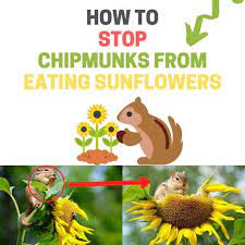 You could use bird netting, cages, or covers to keep the plants from being easily accessible. How To Stop Chipmunks From Eating Sunflowers Naturally Bugwiz