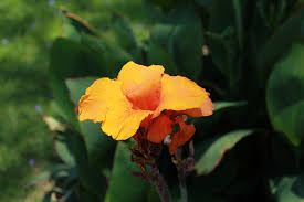 Image result for Cannaceae