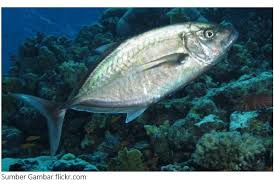 Nama nama ikan, serta nama dan suara. Jenis Ikan Laut Lengkap Beserta Gambar Sungaidanau Com