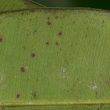 Image result for Rhabdophyllum arnoldianum