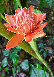 Pretty And Productive Plants For Brisbane Ginger Flower Torch Ginger Torch Ginger Flower