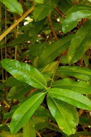 Image result for Pavetta uniflora