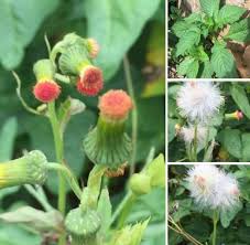 Image result for Crassocephalum montuosum