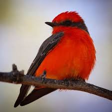 Backyard Birds Of Arizona Desert Vermilion Flycatcher Tucson Arizona Birding Photo Via Instagram By Derrickkirkwood Pajaros Patos Cosas De Dibujo