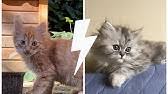 Annem Evde Kedi Istemiyor Kedi Bakimi Zor Mu Youtube