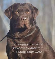 English Chocolate Labrador Akc Registered Quality Labrador Puppies Dark Chocolate Englis English Labrador Labrador Retriever Chocolate Labrador Retriever