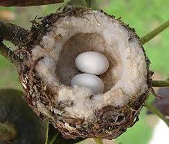 Photo Gallery Of Wild Bird Nests And Eggs Hummingbird Nests Bird Eggs Bird Nest