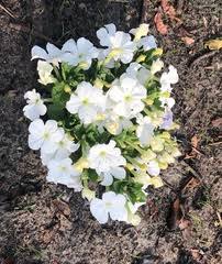 Image result for Cycnium