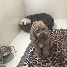 Animal hospitals offer general and emergency pet care services. Alamo Pet Care Clinic 23 Photos 39 Reviews Veterinarians 3217 Danville Blvd Alamo Ca Phone Number