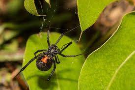 Black widow spiders are known that the female black widow eats the male after they are done mating a female black widow spider is black with a red hourglass looking mark on her abdomen. How To Teach Your Children About Black Widows To Stay Safe In The Okanagan