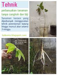 Pin On Bercocok Tanam