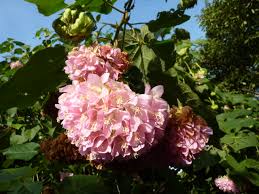 Image result for Dombeya lastii