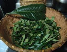 びわの葉茶はどんな味 美味しくて効能たくさん びわの葉茶のススメ