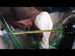 Kandang sapi limosin grup bondowoso milik mas haji verdy. Menjawab Ukuran Kandang Sapi Untuk Bisnis Pengemukan Youtube