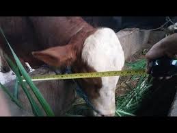 Cara mudah memelihara sapi limosin dan sapi simental akan menjadi paduan bagi peternak sapi yang baru memulai usahanya. Menjawab Ukuran Kandang Sapi Untuk Bisnis Pengemukan Youtube