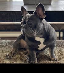 All of his french bulldogs are gorgeous and we have gotten endless compliments on ours !! Woodlands Frenchies French Bulldog For Sale In Houston Texas