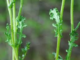 Image result for Senecio vulgaris