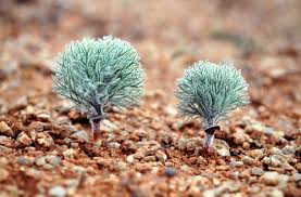 Image result for Eriospermaceae