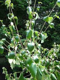 It is kept in a small office space that receives good natural light, there is never ever any direct light onto the plant coming through the windows. Viburnum Sudden Death