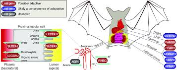 Renal And Metabolic Adaptations In Frugivorous Bats A Number Of Renal Download Scientific Diagram
