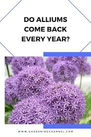 The coneflower, daisy and coreopsis are just a few examples of flowers that grow year after year from the same roots and stems. Do Alliums Come Back Every Year Gardening Channel