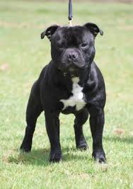 Le staffordshire bull terrier est un chien très doux, très équilibré, qui vit dans l'adoration perpétuelle de son maître et qui aimerait même passer ses journées dans ses bras. Uk Int Ch Tillcarr Tillerman Staffordshire Bull Terrier Staffy Bull Terrier English Staffordshire Bull Terrier Terrier