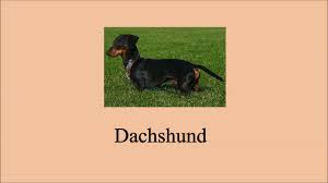 How to pronounce dachshund correctly badger dog name pronunciation youtube. How To Pronounce Dachshund Dog Dachshund Pronunciation Youtube