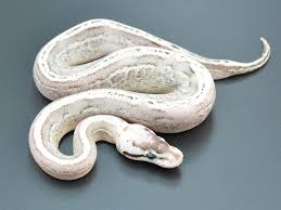 Axanthic Black Pewter Ball Python Black Pewter Super Stripe Morph List World Of Ball Pythons Ball Python Ball Python Morphs Pet Snake
