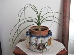 We did not find results for: Rempotage Beaucarnea Recurvata Pied D Elephant Forum Jardinage