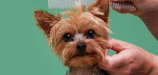 Check spelling or type a new query. Petco Dog Grooming Dog Baths Haircuts Nail Trimming More